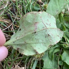 Phytomyza plantaginis