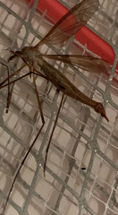 Tipula paludosa