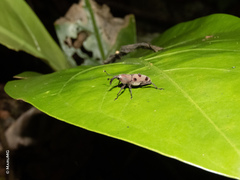 Rhodobaenus maculifer
