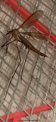 Tipula paludosa