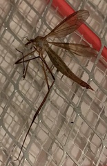 Tipula paludosa