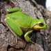 Sardinian Tree Frog - Photo (c) Daniele Seglie, some rights reserved (CC BY-NC), uploaded by Daniele Seglie