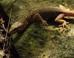 Lepidophyma zongolica