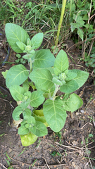 Nicotiana rustica