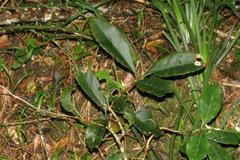 Elaeodendron croceum