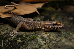 Lepidophyma zongolica
