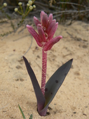 Lachenalia punctata