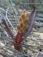 Lachenalia punctata