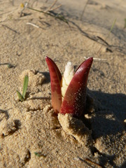 Lachenalia punctata