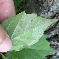 Phyllocnistis ampelopsiella