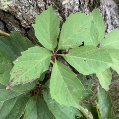 Phyllocnistis ampelopsiella