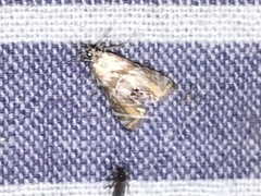 Petrophila heppneri