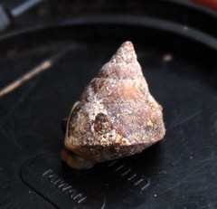 Conulinus