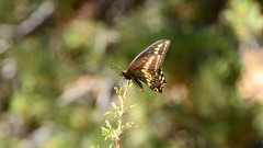 Papilio machaon bairdii
