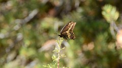 Papilio machaon bairdii