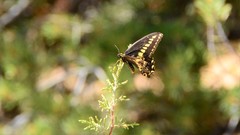 Papilio machaon bairdii