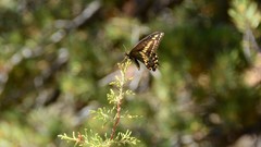 Papilio machaon bairdii