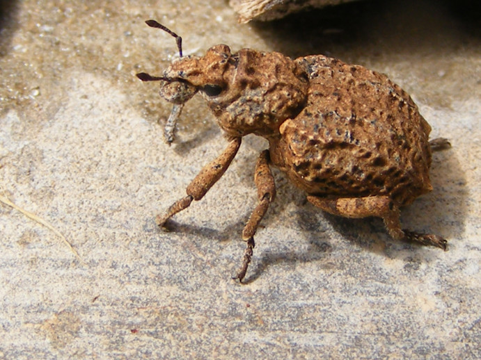 Rhythirrinus