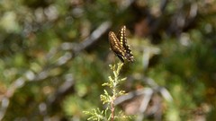 Papilio machaon bairdii