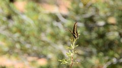 Papilio machaon bairdii