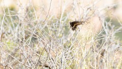 Papilio machaon bairdii