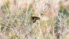 Papilio machaon bairdii