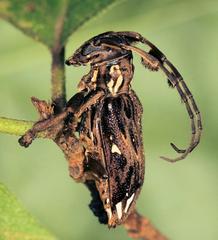 Mallonia australis