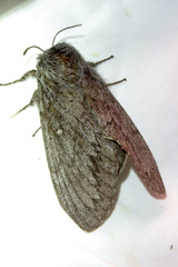 Gloveria arizonensis