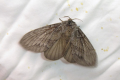 Gloveria arizonensis