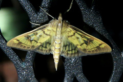 Mimorista subcostalis