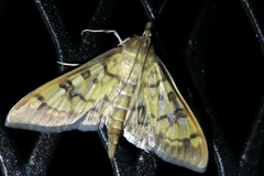 Mimorista subcostalis
