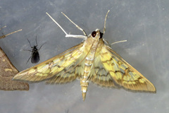 Mimorista subcostalis