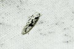 Nemapogon defectella