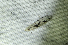 Nemapogon defectella