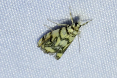 Diptychophora harlequinalis