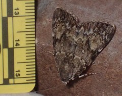 Catocala lineella