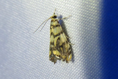 Diptychophora harlequinalis