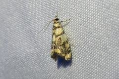 Diptychophora harlequinalis