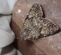 Catocala lineella