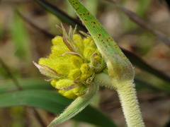 Conostylis aurea