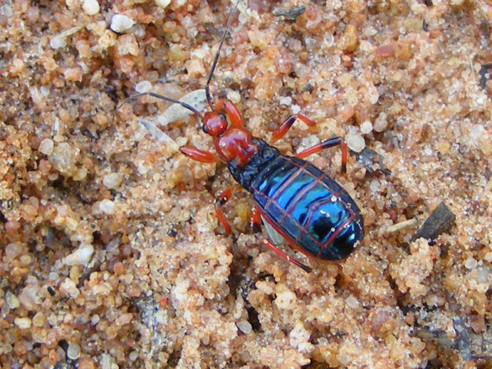 Cleptria erotica