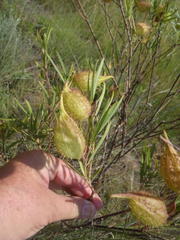 Gomphocarpus fruticosus fruticosus