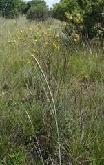 Gomphocarpus fruticosus fruticosus