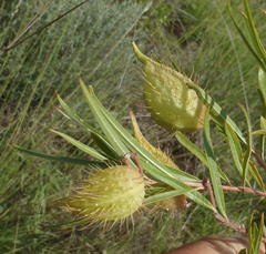 Gomphocarpus fruticosus fruticosus
