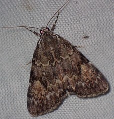 Catocala lineella