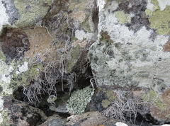 Roccellina hypomecha hypomecha