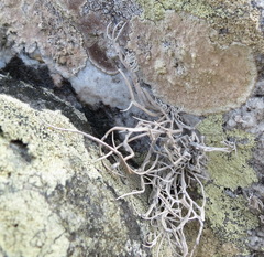 Roccellina hypomecha hypomecha