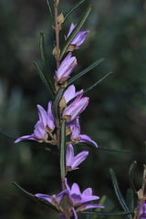 Boronia hapalophylla