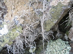 Roccellina hypomecha hypomecha