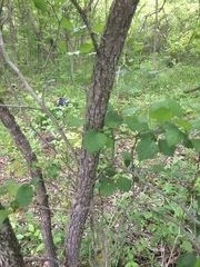 Crataegus chrysocarpa phoeniceoides